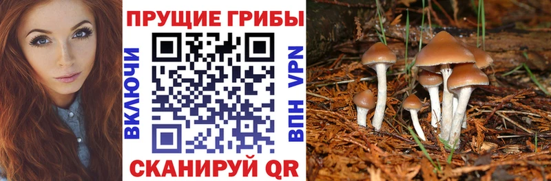 Псилоцибиновые грибы Psilocybine cubensis  купить наркотики сайты  Нерчинск 